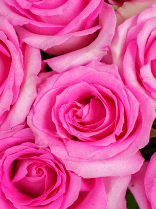 A close view of beautiful and calm feel pink roses.