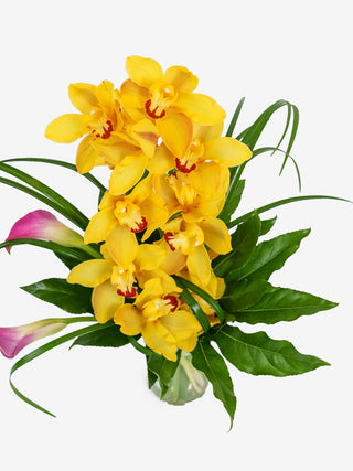 Orchid Elegance