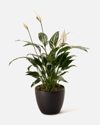 Peace Lily with stunning white blooms and lush green leaves, ideal for indoor spaces.