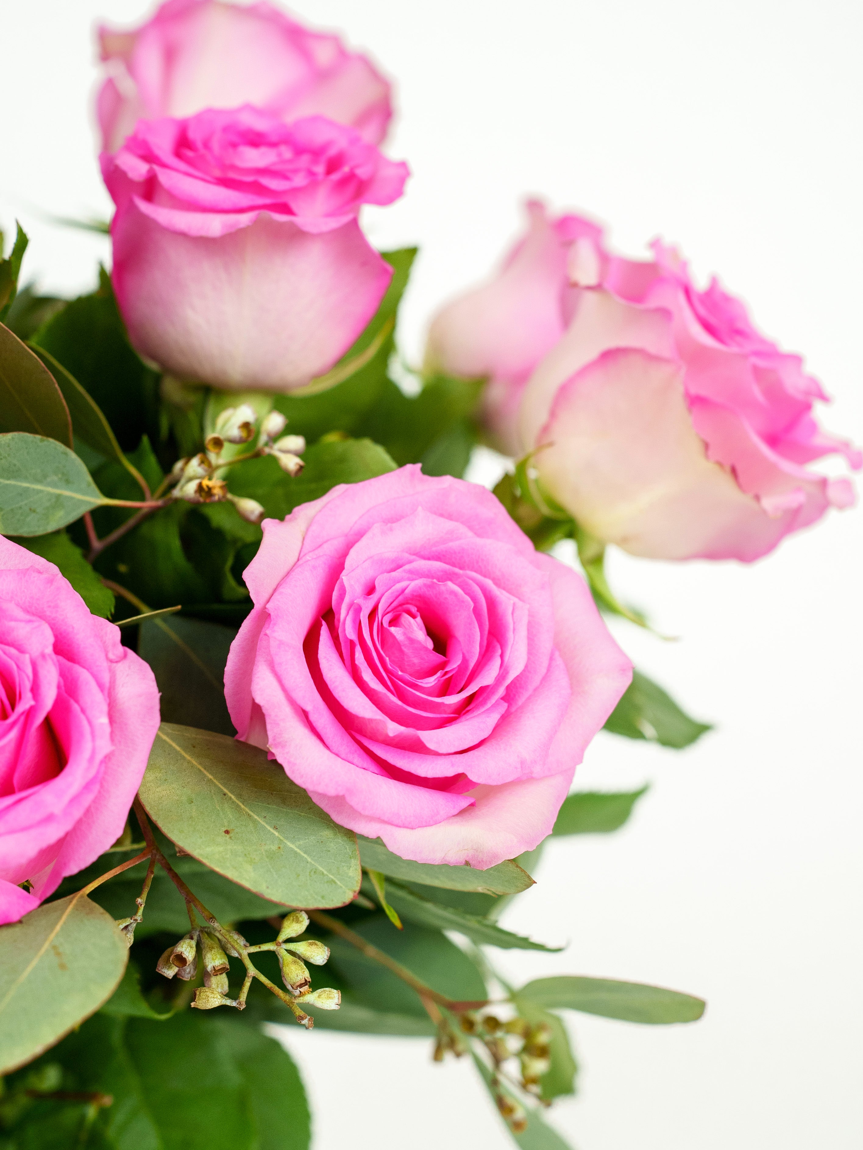 Pink Roses Vincent Pink Roses