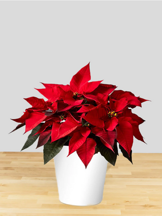 Pointsettia