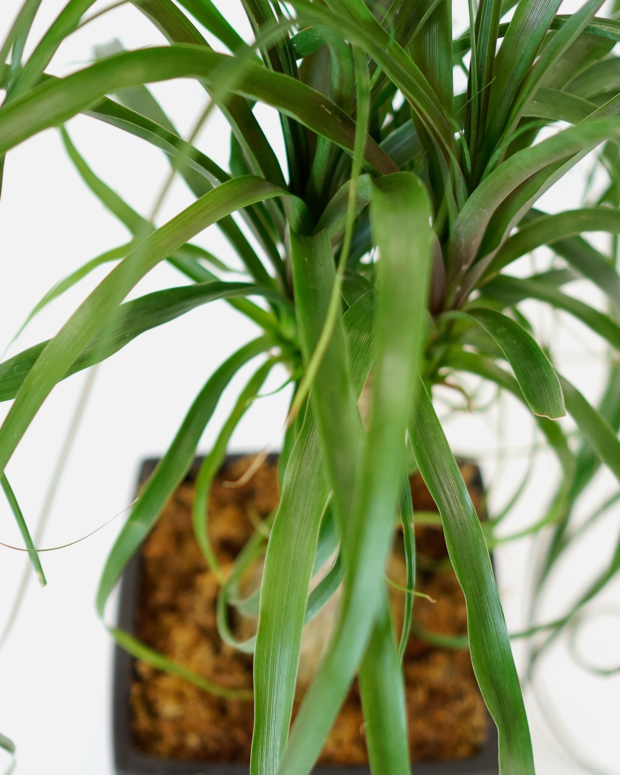 ponytail palm plants for sale Ponytail Palm - Low-Maintenance Indoor Plant