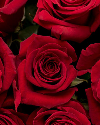 Long stem red roses close view, perfect for romantic occasions and valentines.