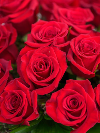 Long stem red roses close view, perfect for romantic occasions and valentines.