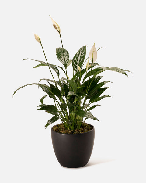 indoor plant white lily Peace Lily - Indoor Plant with White Blooms
