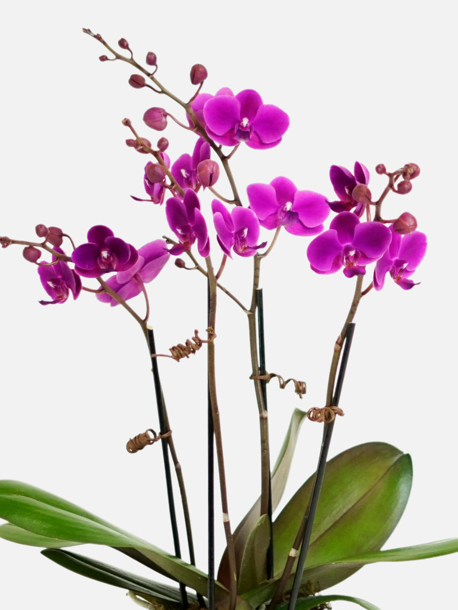 purple flower plant indoor Purple Forest Path - Vibrant Purple Orchid Plant