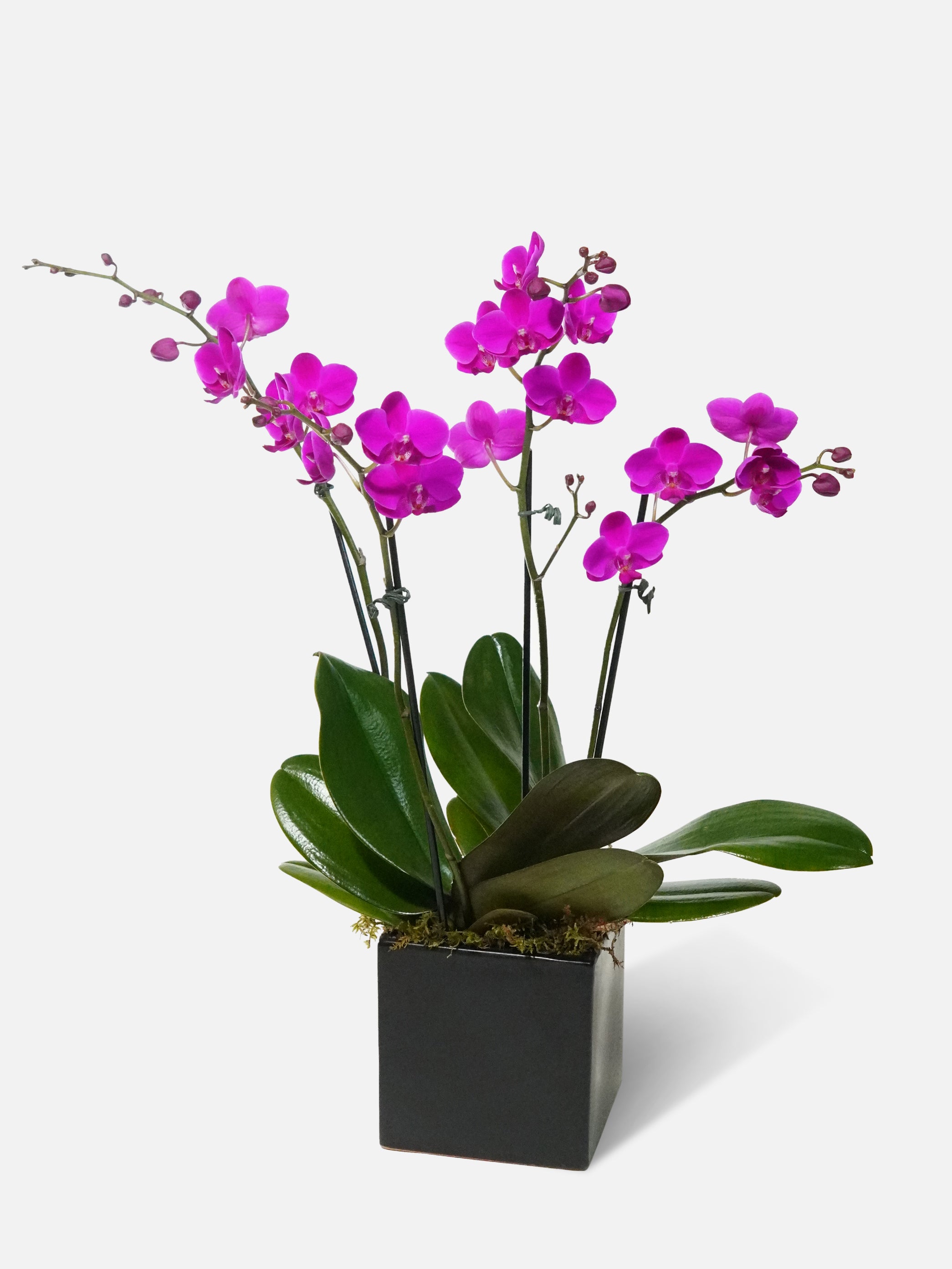 lavender orchid plant Purple Forest Path - Vibrant Purple Orchid Plant