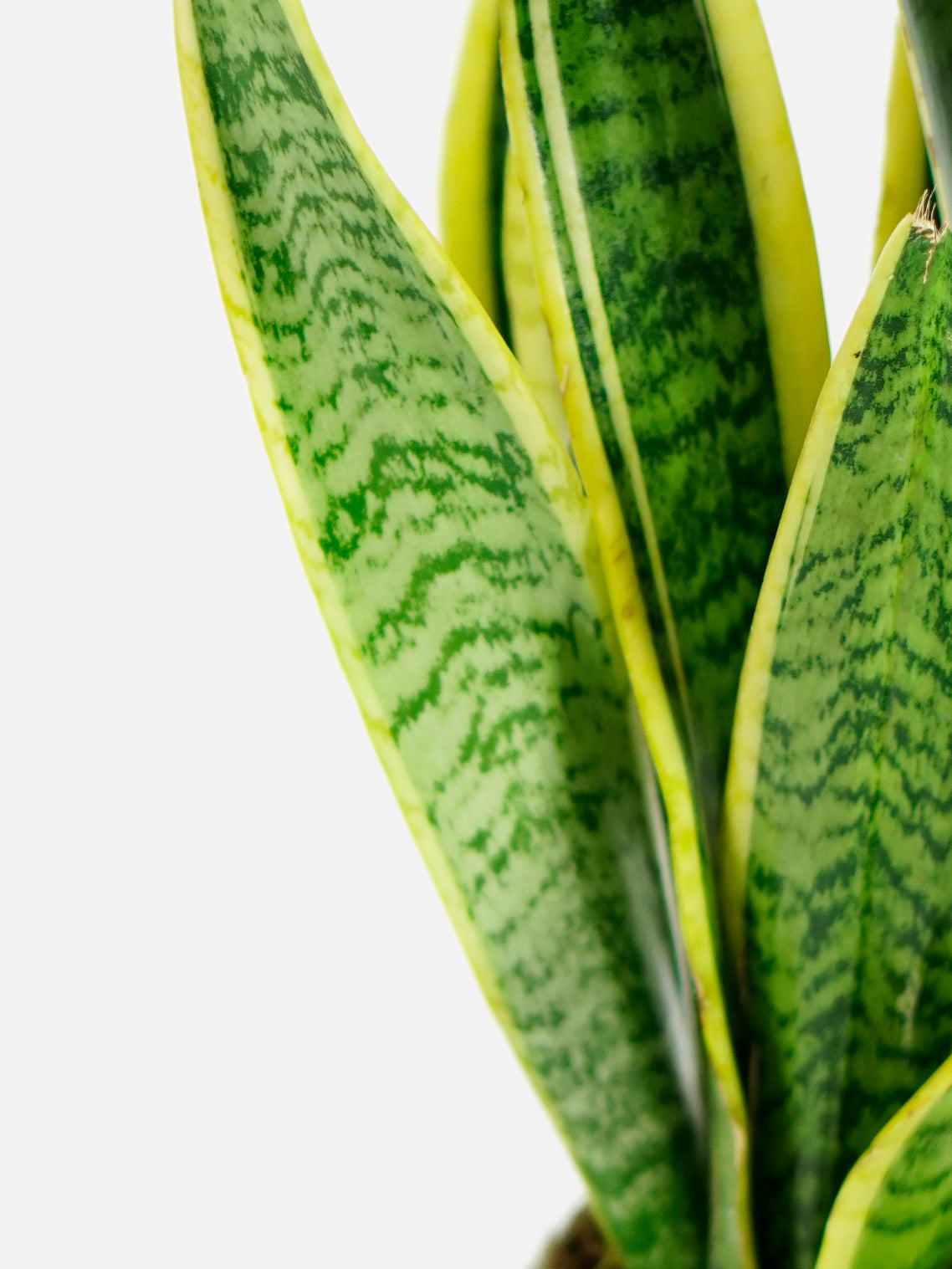 snake plants real Snake Plant - Air-Purifying Indoor Plant