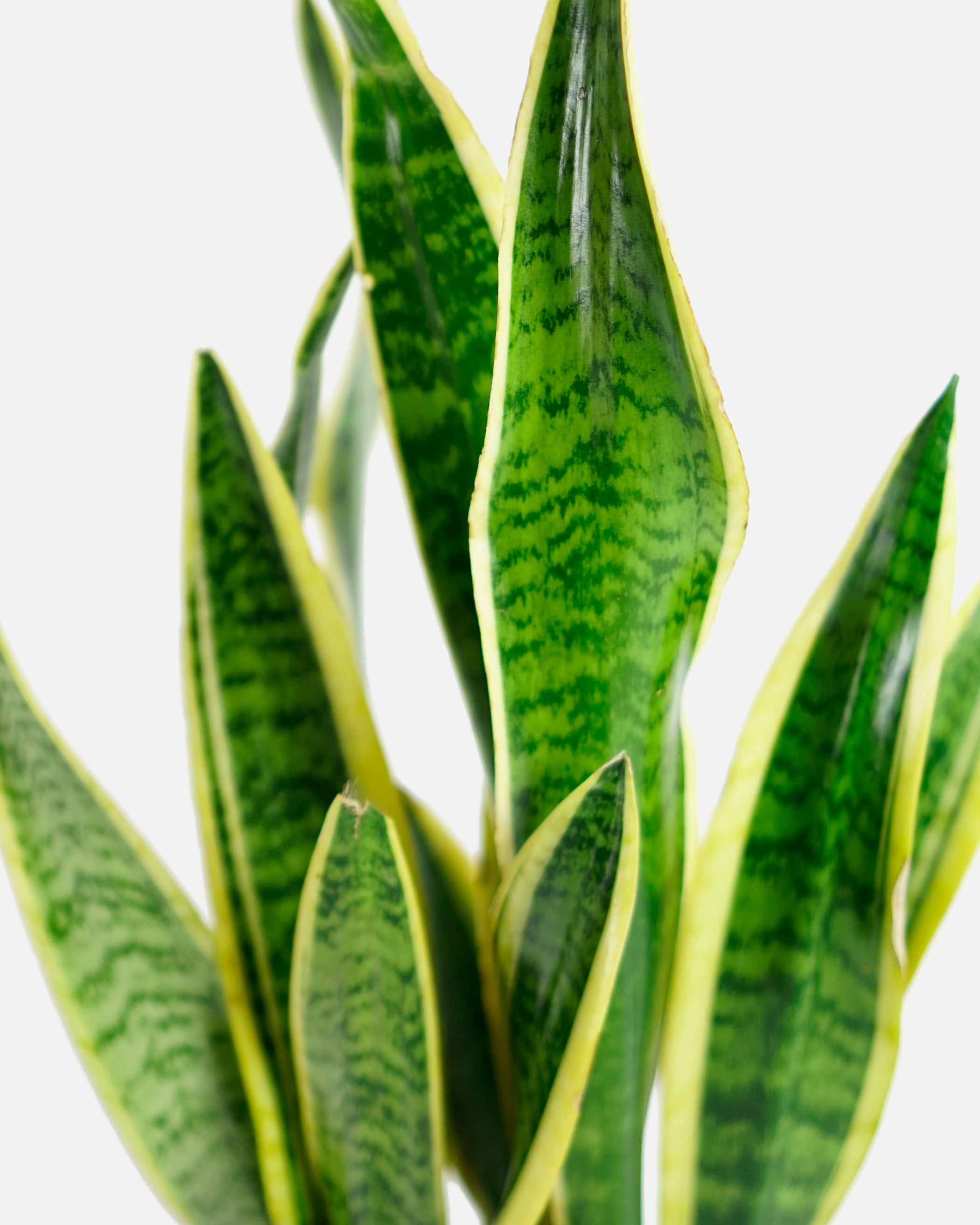 air purifying snake plant Snake Plant - Air-Purifying Indoor Plant