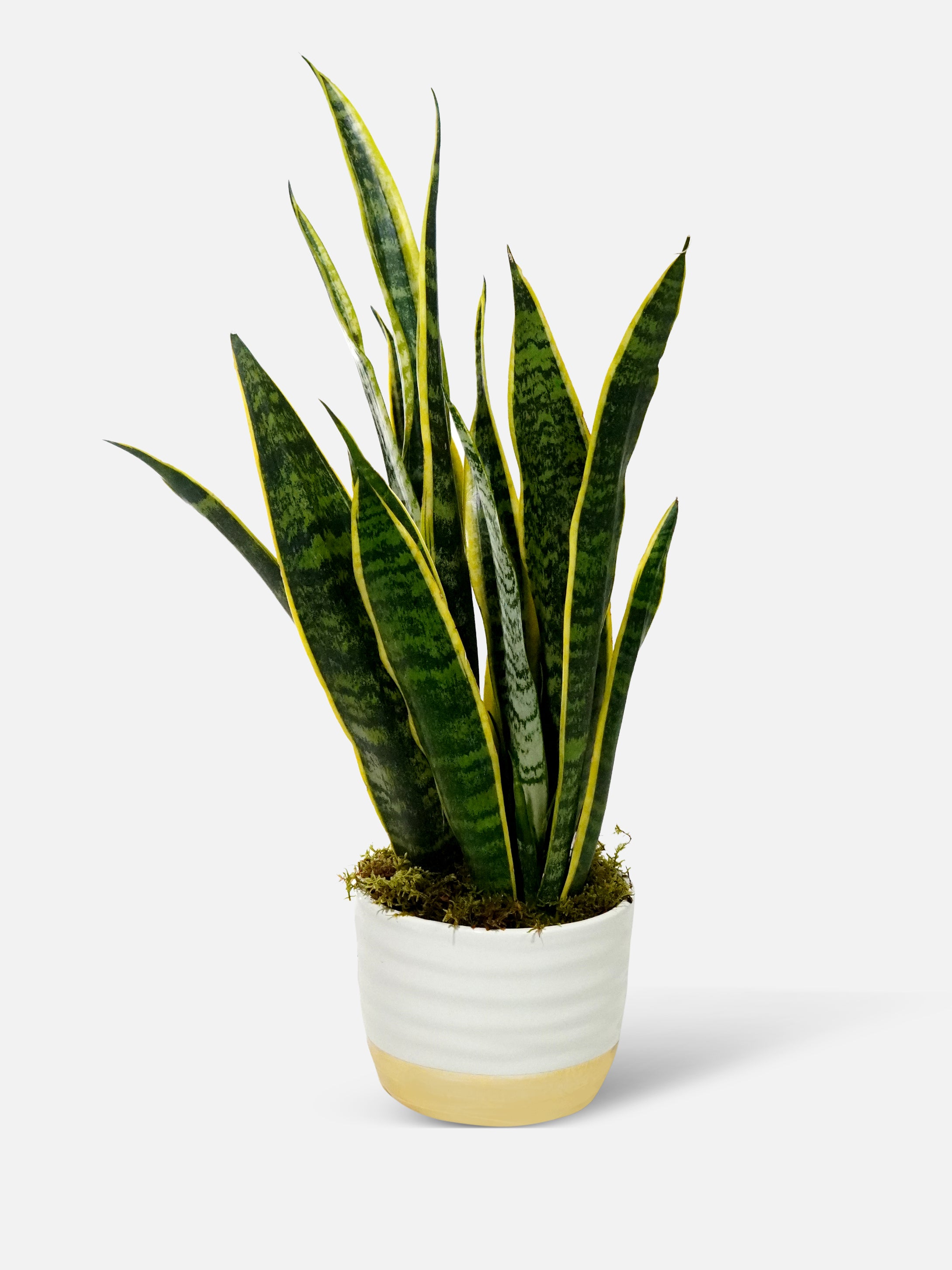 description of snake plant Snake Plant - Air-Purifying Indoor Plant