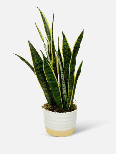 Snake Plant - Air-Purifying Indoor Plant