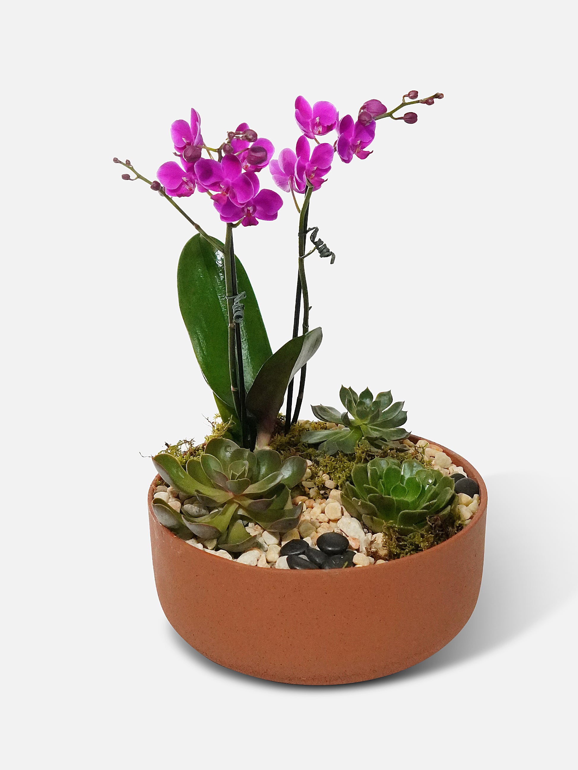 succulent orchid plant Succulent & Orchid Garden - Live Plant Arrangement