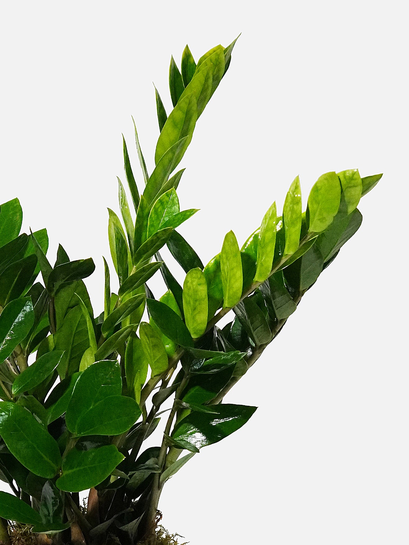 kinds of zz plants ZZ Plant - Easy-Care Indoor Plant (Zanzibar Gem)