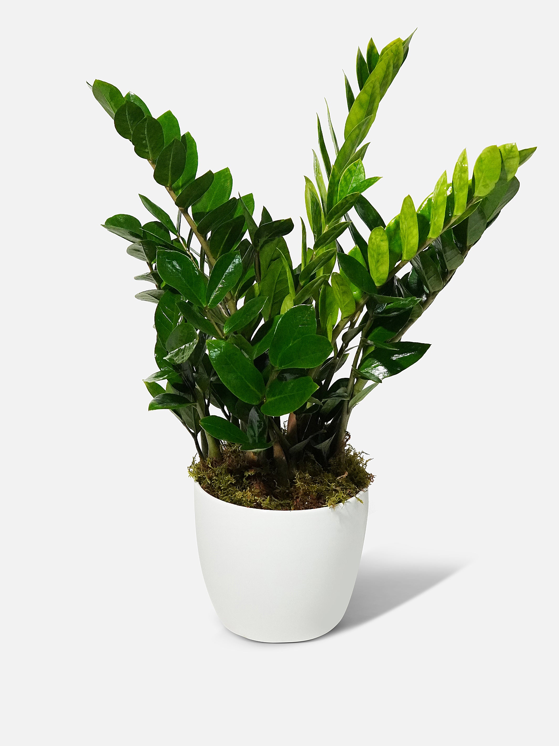 90-110cm zz plant 21cm pot large zanzibar gem ZZ Plant - Easy-Care Indoor Plant (Zanzibar Gem)
